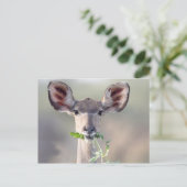 Carte Postale Portrait de Kudu (Debout devant)