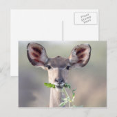 Carte Postale Portrait de Kudu (Devant / Derrière)