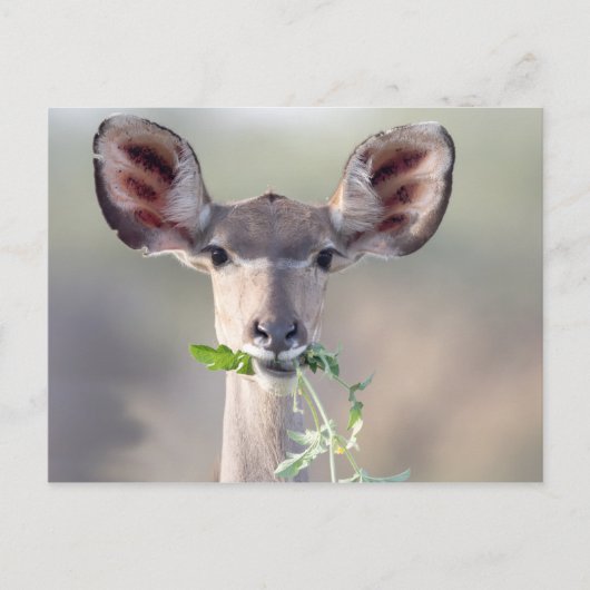 Carte Postale Portrait de Kudu (Devant)