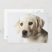 Carte Postale Portrait de la marionnette blonde Labrador Retriev (Devant / Derrière)
