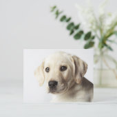 Carte Postale Portrait de la marionnette blonde Labrador Retriev (Debout devant)