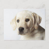 Portrait de la marionnette blonde Labrador Retriev