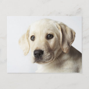 Carte Postale Portrait de la marionnette blonde Labrador Retriev