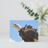Carte Postale Portrait de l'aigle chauve (Debout devant)