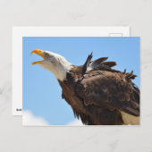 Carte Postale Portrait de l'aigle chauve (Devant / Derrière)