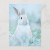 Carte Postale Portrait de lapin 096 (Devant)