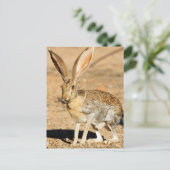 Carte Postale Portrait de lièvre antilope, Arizona (Debout devant)