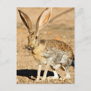 Carte Postale Portrait de lièvre antilope, Arizona