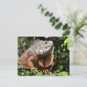 Carte Postale Portrait de l'iguane vert (Debout devant)