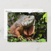 Carte Postale Portrait de l'iguane vert (Devant / Derrière)