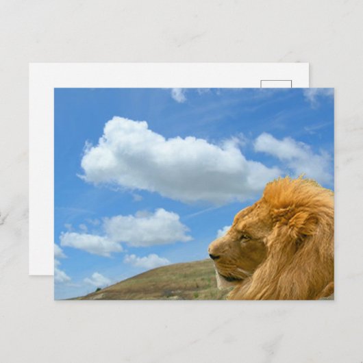 Carte postale - Portrait de lion (Devant / Derrière)