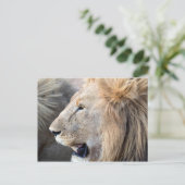 Carte Postale Portrait de Lion (Debout devant)