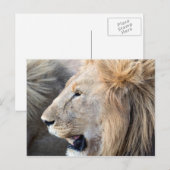 Carte Postale Portrait de Lion (Devant / Derrière)