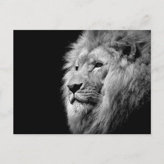 Carte Postale Portrait de Lion noir blanc - Photographie d'anima