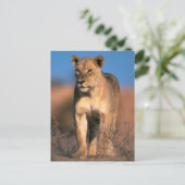 Carte Postale Portrait De Lioness (Panthera Leo) (Debout devant)