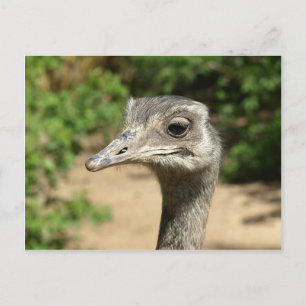 Carte Postale Portrait de l'oiseau Rhea