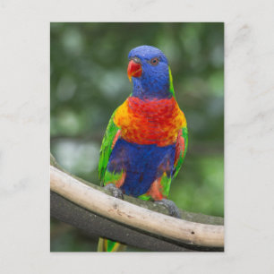 Carte Postale Portrait de loriquet arc-en-ciel