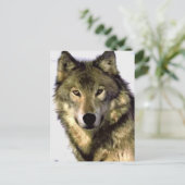 Carte postale portrait de loup (Debout devant)