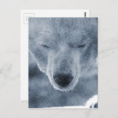 Carte Postale Portrait de l'ours polaire (Devant / Derrière)