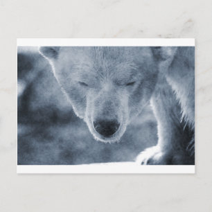 Carte Postale Portrait de l'ours polaire