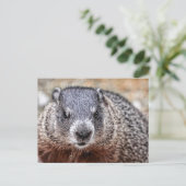 Carte Postale Portrait de marmotte de fond (Debout devant)