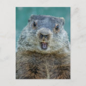Carte Postale Portrait de marmotte en gros plan (Devant)