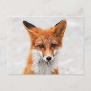 Carte Postale Portrait de mignon renard rouge sauvage avec de be