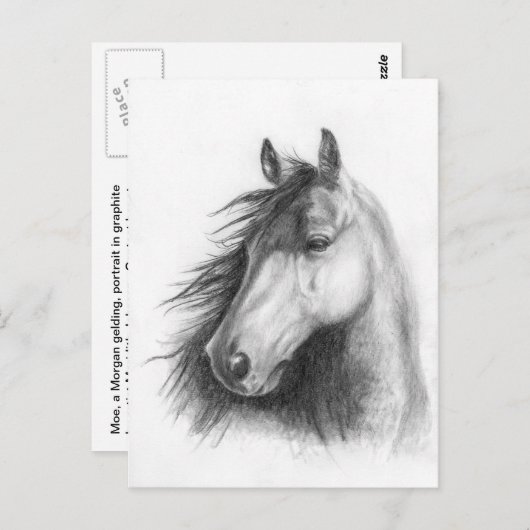 Carte postale portrait de Moe the Morgan (Devant / Derrière)