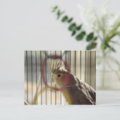 Carte Postale Portrait de Molly par anneau (Debout devant)