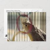 Carte Postale Portrait de Molly par anneau (Devant / Derrière)