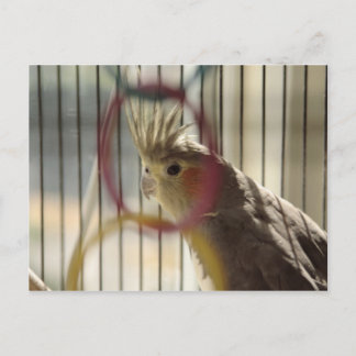 Carte Postale Portrait de Molly par anneau