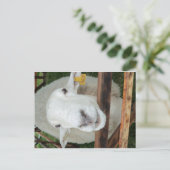 Carte Postale Portrait de mouton (Debout devant)