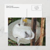 Carte Postale Portrait de mouton (Devant / Derrière)