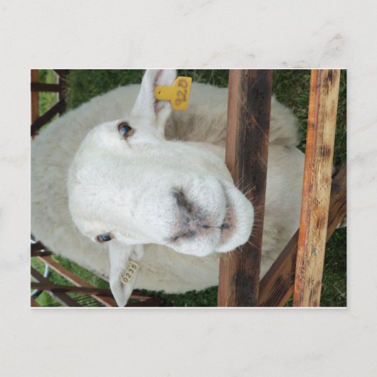 Carte Postale Portrait de mouton (Devant)