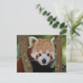 Carte postale portrait de panda (Debout devant)