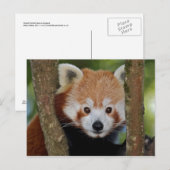 Carte postale portrait de panda (Devant / Derrière)