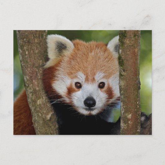 Carte postale portrait de panda (Devant)