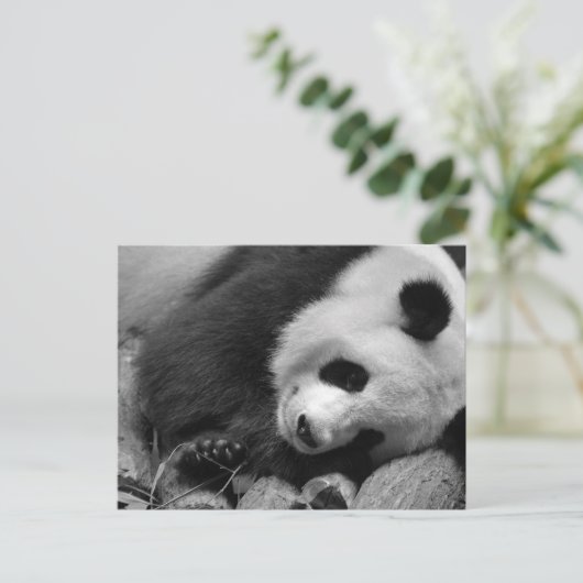Carte Postale Portrait de panda géant (Debout devant)