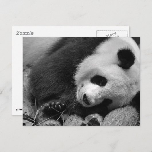 Carte Postale Portrait de panda géant (Devant / Derrière)