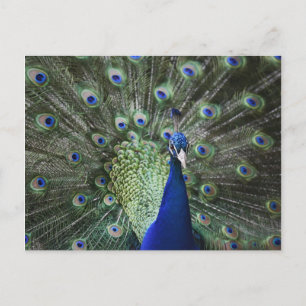 Carte Postale Portrait De Peacock Avec Plumes Sorties