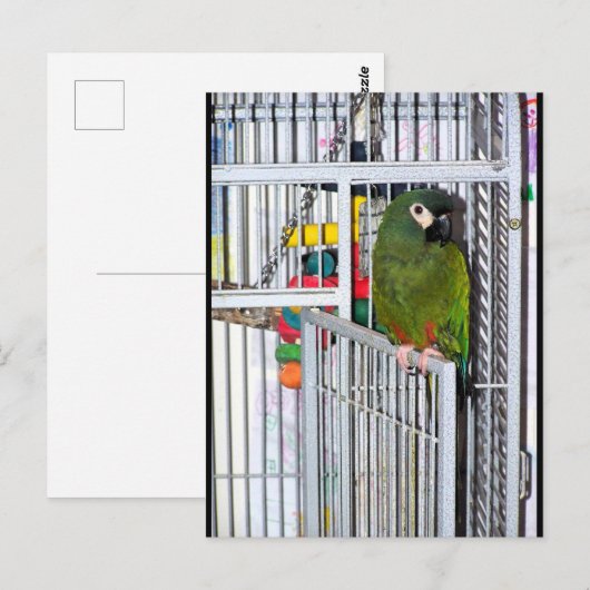 Carte Postale Portrait de perroquet vert (Devant / Derrière)