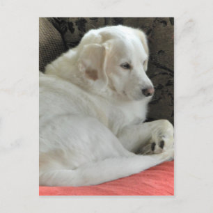 Carte Postale Portrait de petit chien blanc mignon