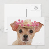 Carte Postale Portrait de petit chien en sombrero (Devant / Derrière)