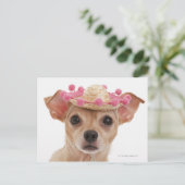 Carte Postale Portrait de petit chien en sombrero (Debout devant)