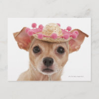 Portrait de petit chien en sombrero