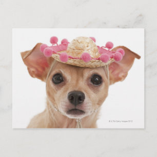 Carte Postale Portrait de petit chien en sombrero
