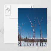 Carte Postale Portrait de porc (Devant / Derrière)