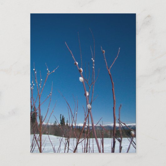 Carte Postale Portrait de porc (Devant)