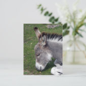 Carte Postale Portrait de poulain âne (Debout devant)