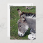Carte Postale Portrait de poulain âne (Devant / Derrière)